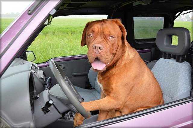 pes za volantem